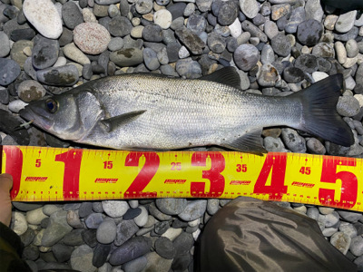 泳がせでヒラスズキ！