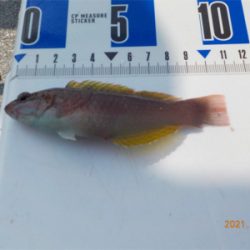 チヌ不調からのガシラ爆釣