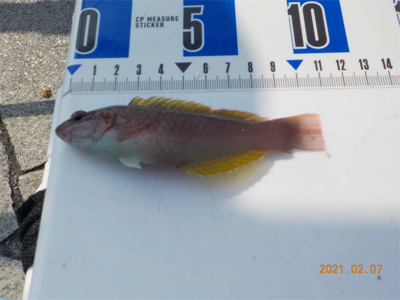 チヌ不調からのガシラ爆釣