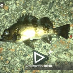 メバルプラッキング