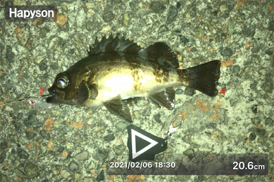 メバルプラッキング