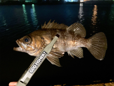 久々の良型アジとメバル