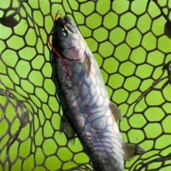 ちょっくらトラウト