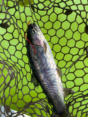 ちょっくらトラウト