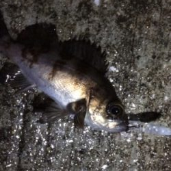 今季初メバルプラッキング調査