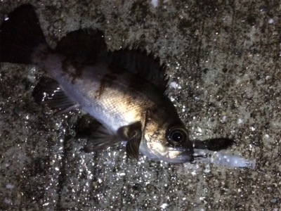 今季初メバルプラッキング調査