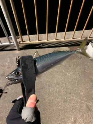 ナイトアジング