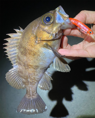 プラグで良型メバル&イカ！