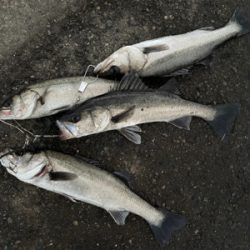 大阪南港 エビ撒き好調！