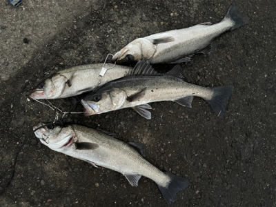大阪南港 エビ撒き好調！
