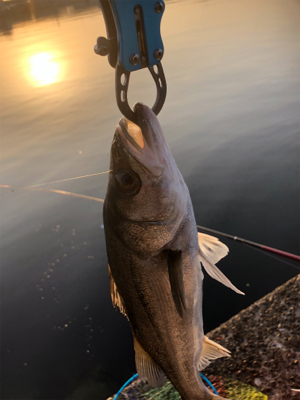 魚は居てます。後は釣るだけ。