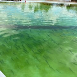 服部緑地　プールトラウト