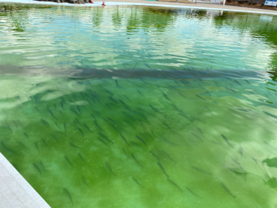 服部緑地　プールトラウト