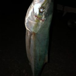 アオリイカ 陸っぱり 釣り 魚釣り 釣果情報サイト カンパリ