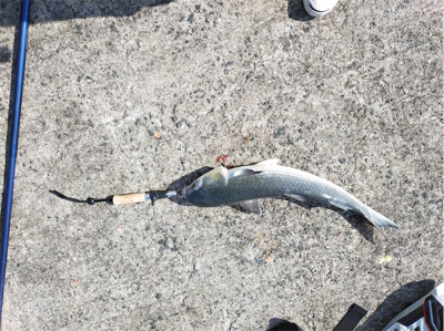 ボラの引っ掛け大会