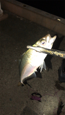 アシングナイト(久々の爆釣)