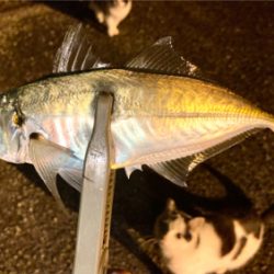 アジング自己新記録1cm更新(^^)