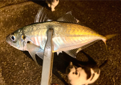 アジング自己新記録1cm更新(^^)