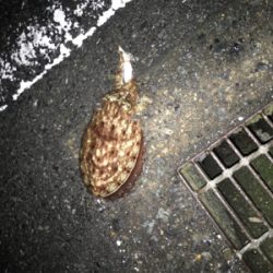 ヤリイカをもとめて