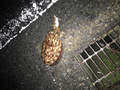 ヤリイカをもとめて