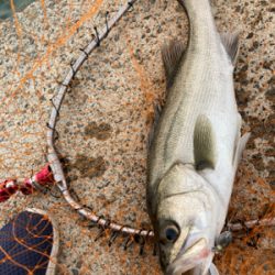 防波堤でシーバスボイル発生！！