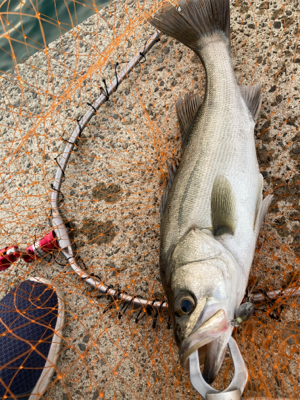 防波堤でシーバスボイル発生！！