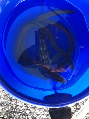 アナゴ、ガシラ