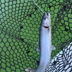 エリアトラウト