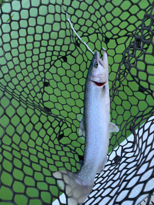 エリアトラウト