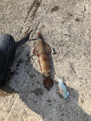 昼からのエギング！