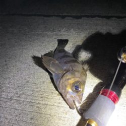 メバリングのはずが…