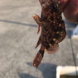 素晴らしい景色とガシラ