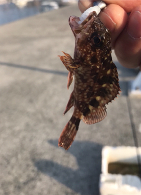 素晴らしい景色とガシラ