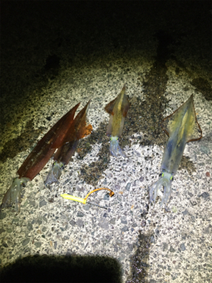 ヤリイカ釣行