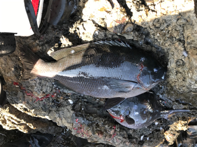 久しぶりのグレ釣り