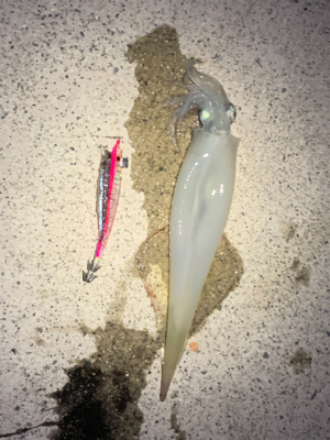 またまたやってきました