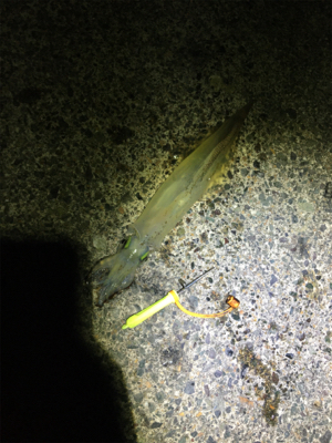 ヤリイカの群れはどこに？