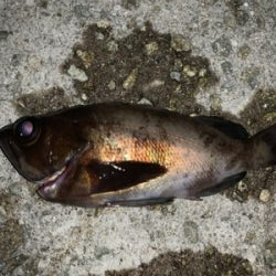 メバルこれから