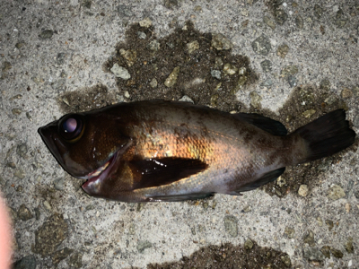 メバルこれから