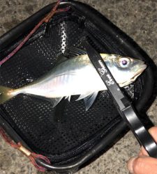 アジングナイト(ボチボチ)