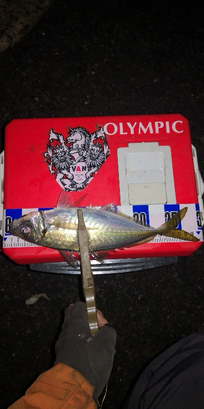 アジング練習 248