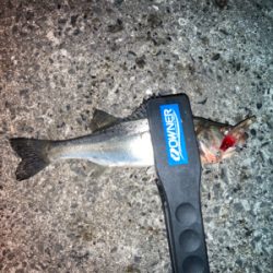 ライズはセイゴでした