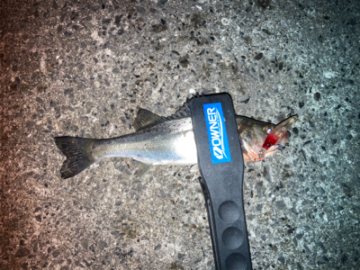 ライズはセイゴでした