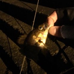 暇つぶしにライト五目