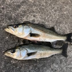 朝から上潮でエビ撒き