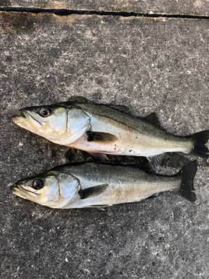 朝から上潮でエビ撒き