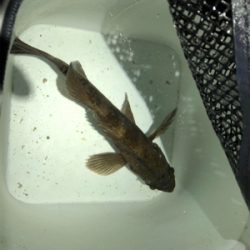 今年の初フィッシュ