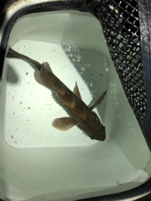 今年の初フィッシュ