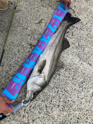 アジングロッドで７０センチシーバス！！