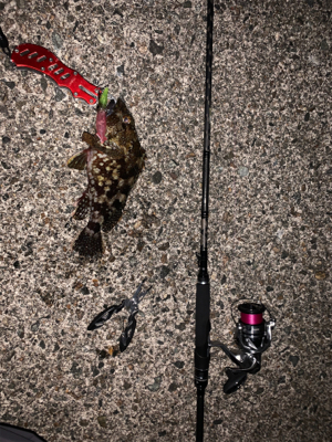 プランクトン・ホタルイカパターン